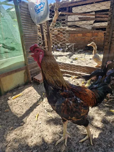 Vende se galo mestiço de índio gigante