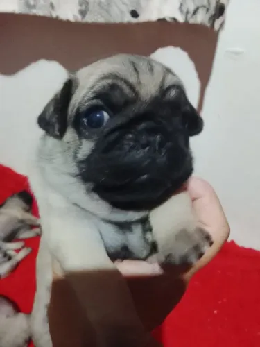 Pug