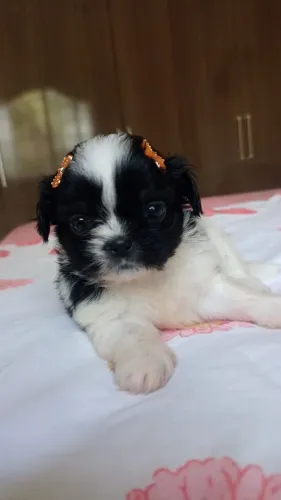 FILHOTE SHIHTZU (PURO) FÊMEA