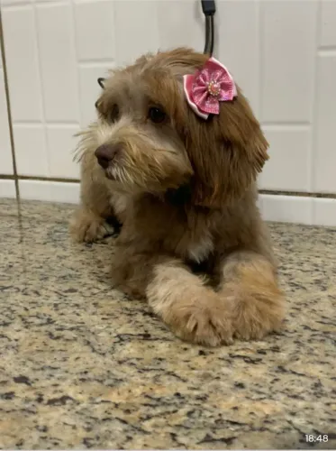 Cachorro 