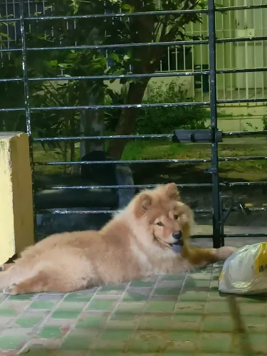 Vendo Chow Chow
