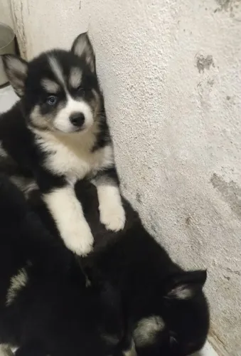 Husky Siberiano com Pedigree