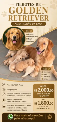 Filhotes de Golden puros