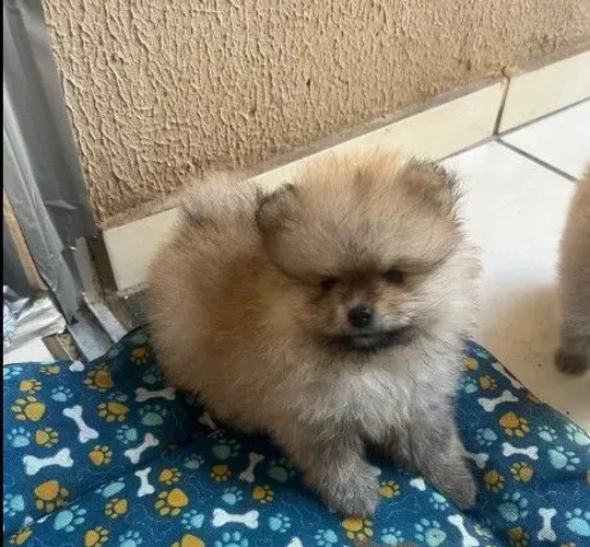 Spitz alemão anão - Lulu