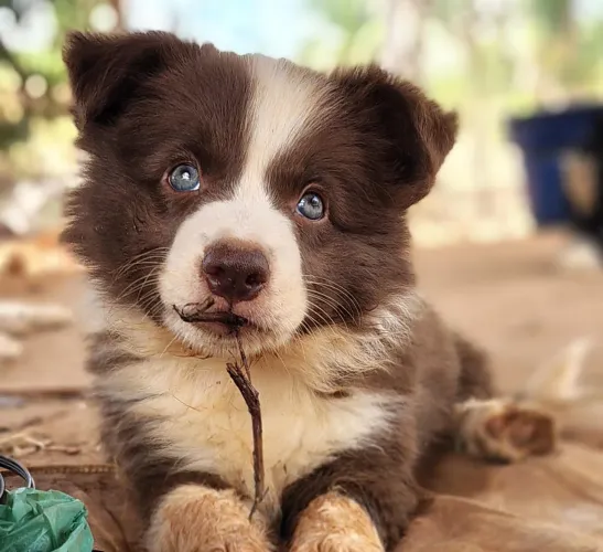 Filhote de Border Collie com Pedigree CBKC 