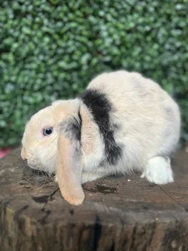 Mini Lop arlequim dutch