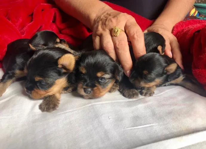 Filhotes Yorkshire terrier