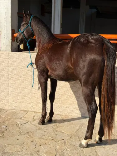POTRO SHADY FIRE SUCESSO (Reg:P421959)<br>(Reg:P421959)