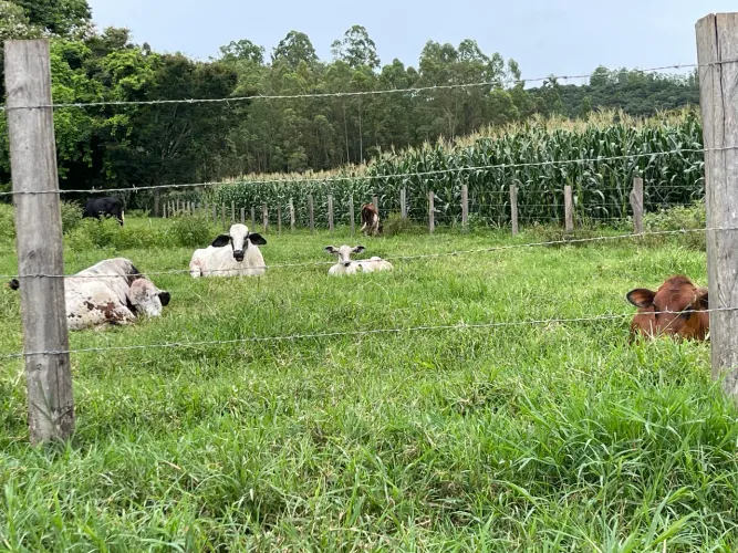 FAZENDA 33 HECTARES ANDRELANDIA MG
