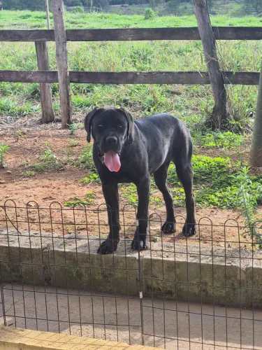 Fêmea cane corso 