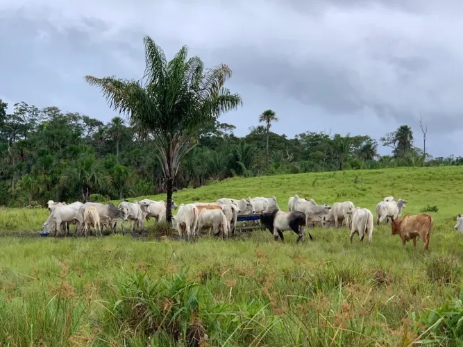 Fazenda Metade so preço motivos de mudança no Apiaú