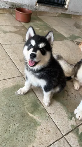 Husky siberiano fêmea