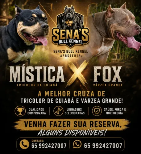 Filhotes Tricolores Brazilian Bull disponíveis! 2 machos e 2 fêmeas disponíveis! 