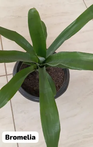 Plantas
