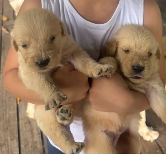 Filhote de Golden Retriever 