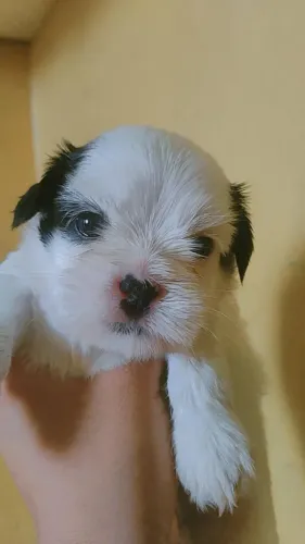 SHIHTZU MACHO
