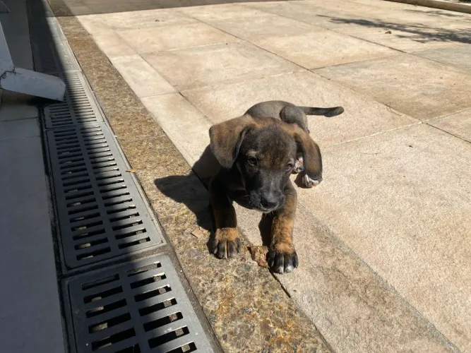Cachorro para adoção