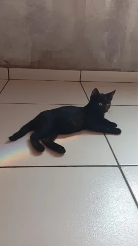 doa-se gatinhos