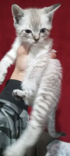 Gatinho para venda para ajudar a mãezinha deles