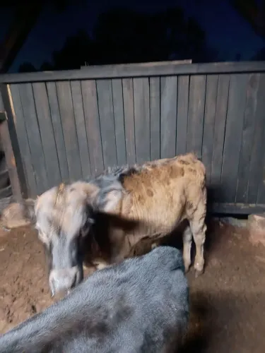Terneiro de 3 meses criado na vaca! comendo no cocho!