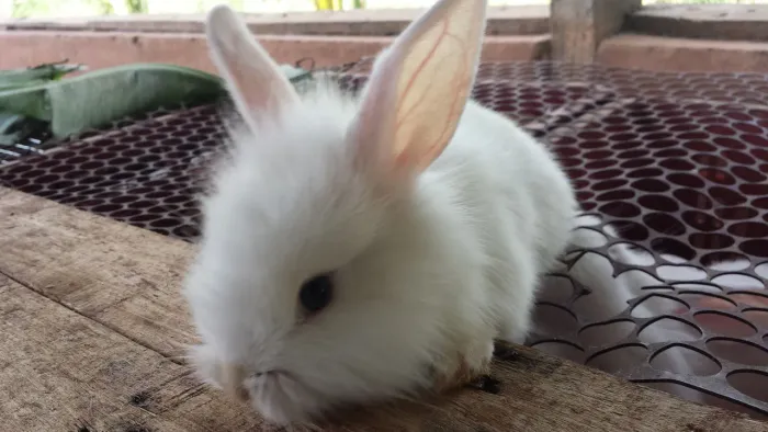Coelhos