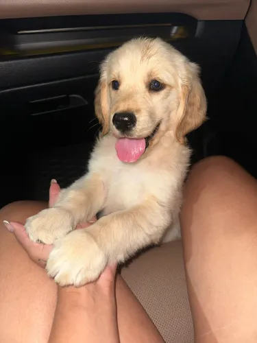 Vendo filhote Golden Retriever Fêmea