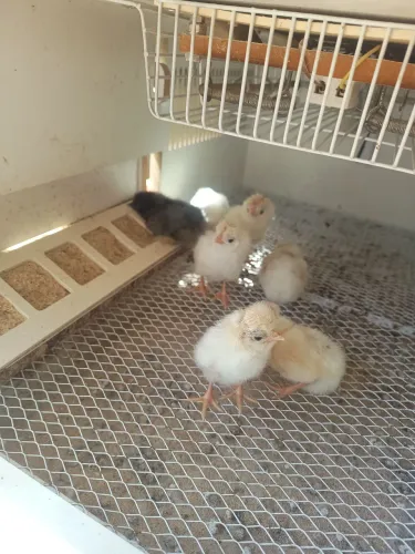 Pintinhos de galinha polonesa e bhama