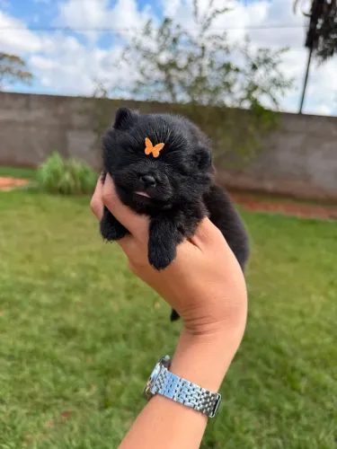 Lulu da pomerania verdadeiros anões 