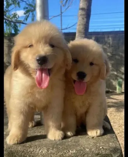 Golden retriever com pedigree