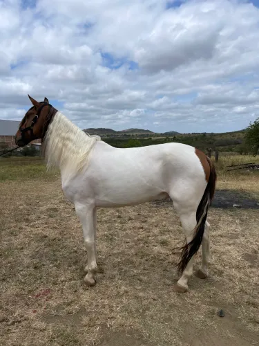Cavalo MM com campolino 