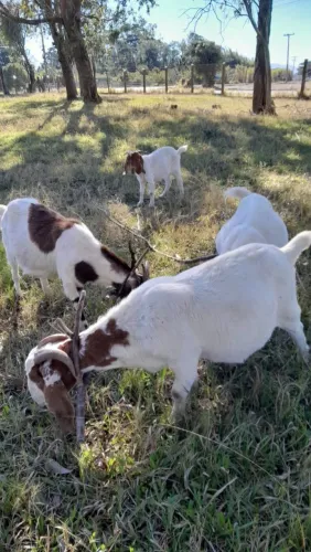 Cabras Boer prenhas de Bode Boer