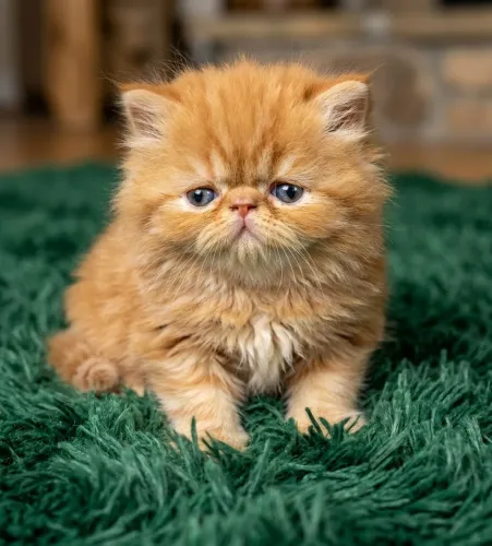 Gatinhos persa show