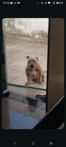 Pitmonster 1ano 2 meses