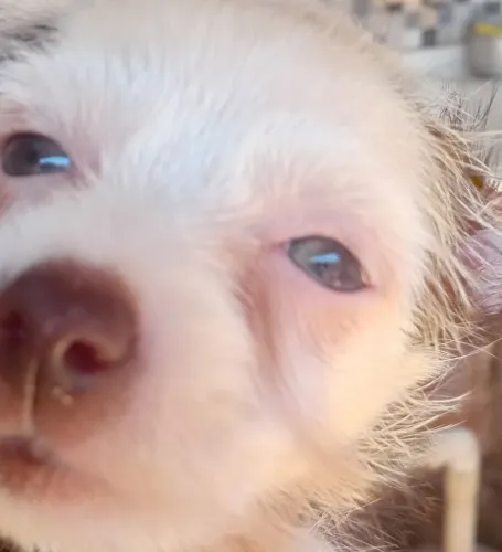 Vendo filhote de pinscher com maltês