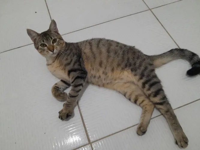 Gatinho para adoção responsável