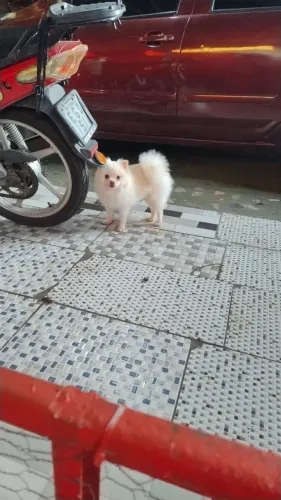 Splitz alemã anão macho