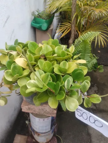 Plantas