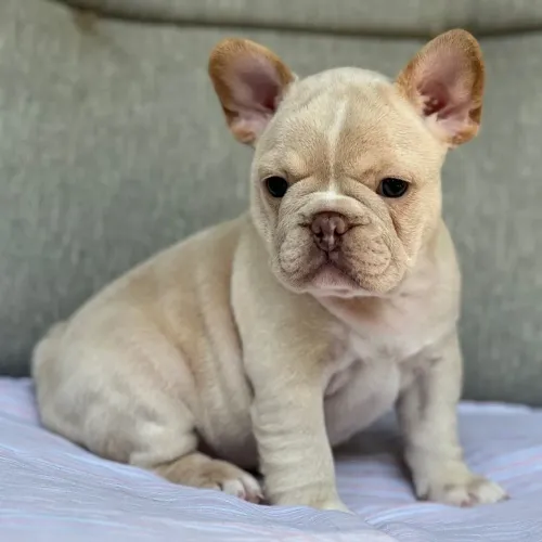 BullDog Francês Garanta seu parceiro hoje