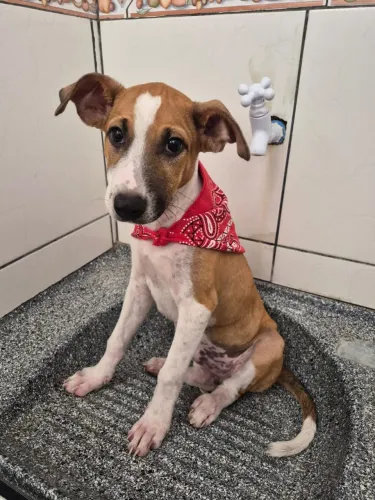 Cachorro para adoção responsável