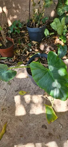 Orelhas de elefante