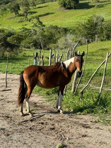Potra mangalarga