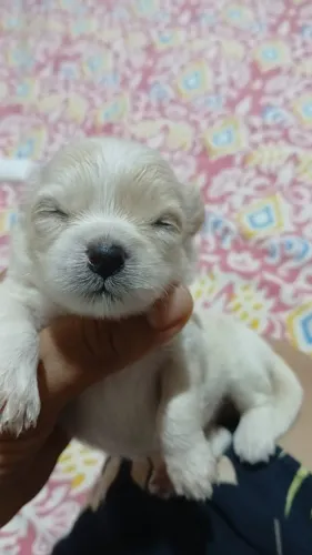 Pet