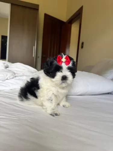 Shih tzu fêmea mini legítima 