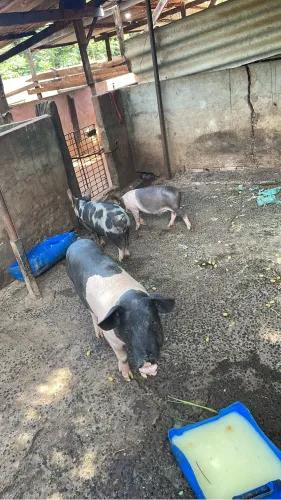 Doação de porco caipira