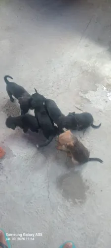 Doação de filhotes 