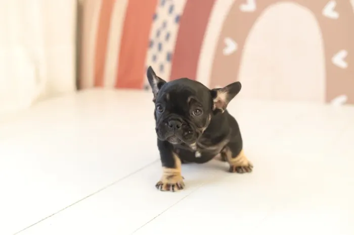 Buldogue Francês Fêmea Black Tan