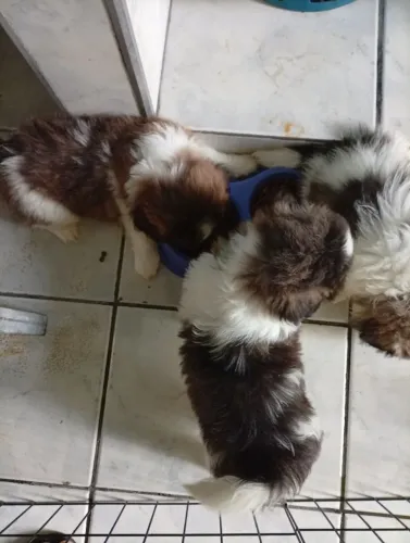 Cachorro Shitzu
