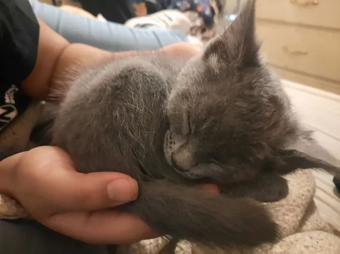 Russian blue
