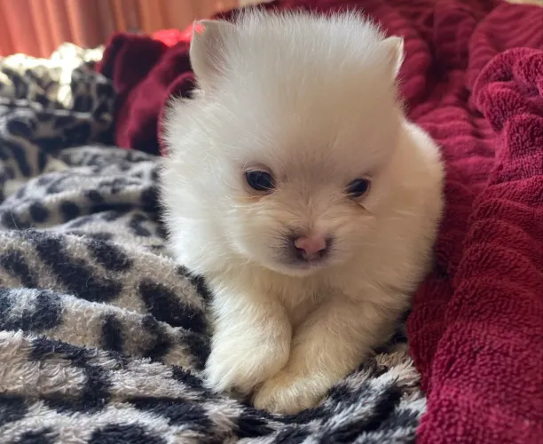 FILHOTES DE SPITZ ALEMÃO MINI 