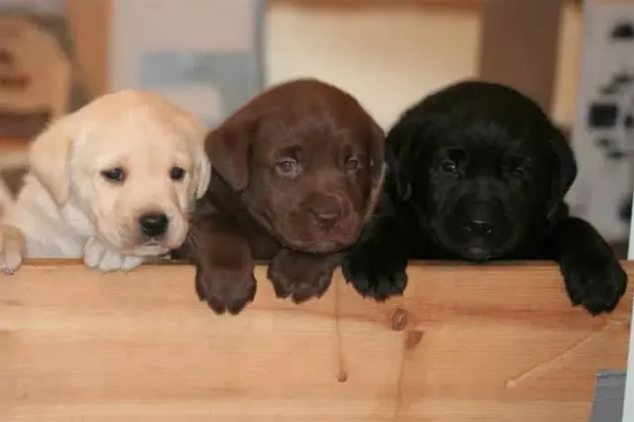 Labrador 2 Meses